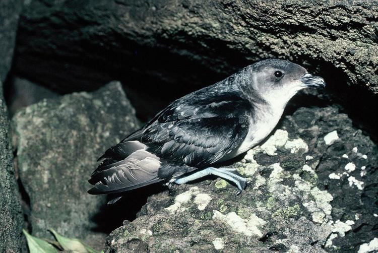 Diving petrel Common diving petrel New Zealand Birds Online