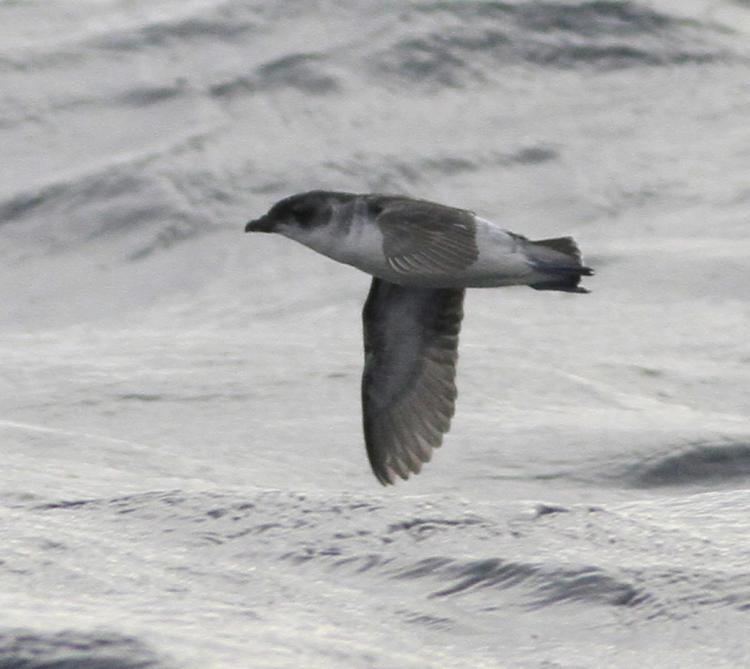 Diving petrel Common diving petrel New Zealand Birds Online