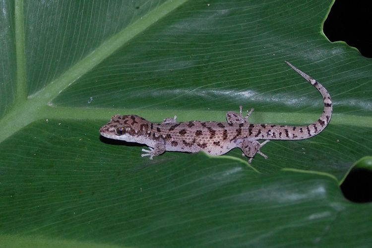 Dixonius siamensis Gravid Siamese Leaftoed Gecko Dixonius siamensis Thail Flickr
