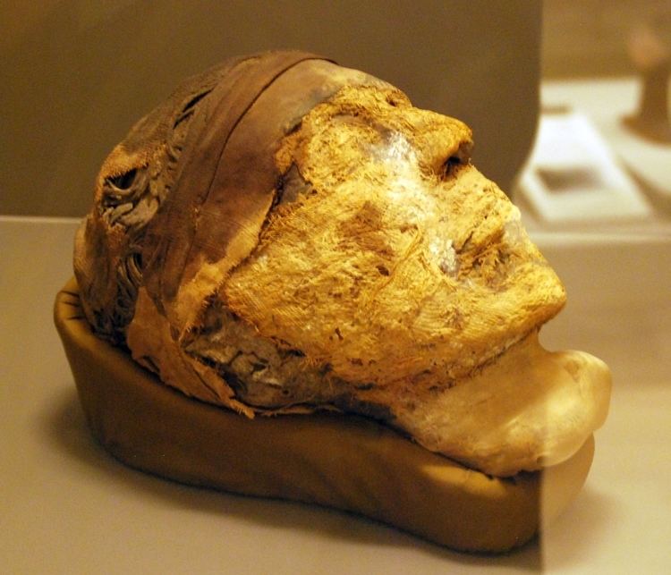 Djehutynakht (10A) FileHead of the Mummy of Djehutynakhtjpg Wikimedia Commons