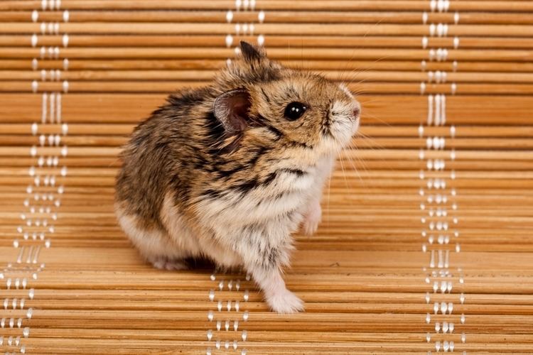 Djungarian hamster Useful Tips on How to Care for Your Pet Djungarian Hamster