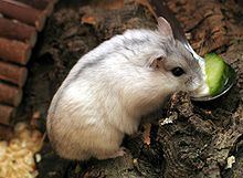 Djungarian hamster Djungarian hamster Wikipedia