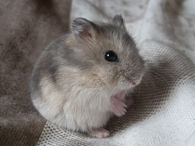 Djungarian hamster Hamster Talk Hamster Hunt Which Hamster is for Me