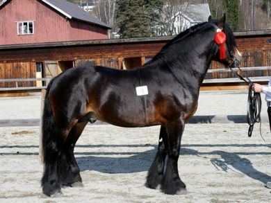 Dølehest Dlehest stallion Eldkar Horses Pinterest