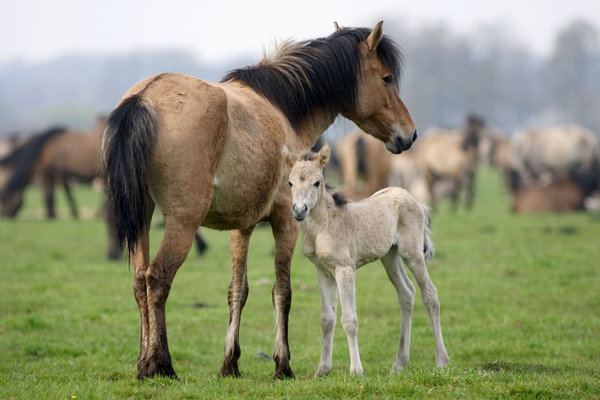 Dülmen pony Dulmen Pony Information Origin History Pictures Horse Breeds