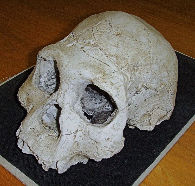 Dmanisi skull 3