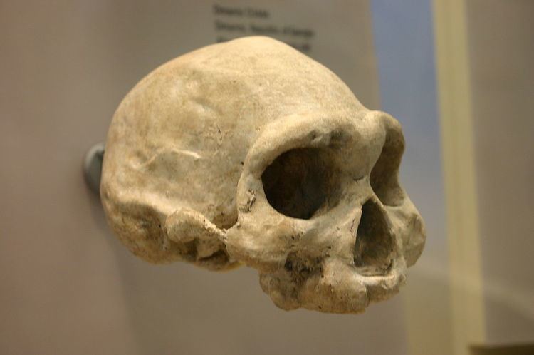 Dmanisi skull 4