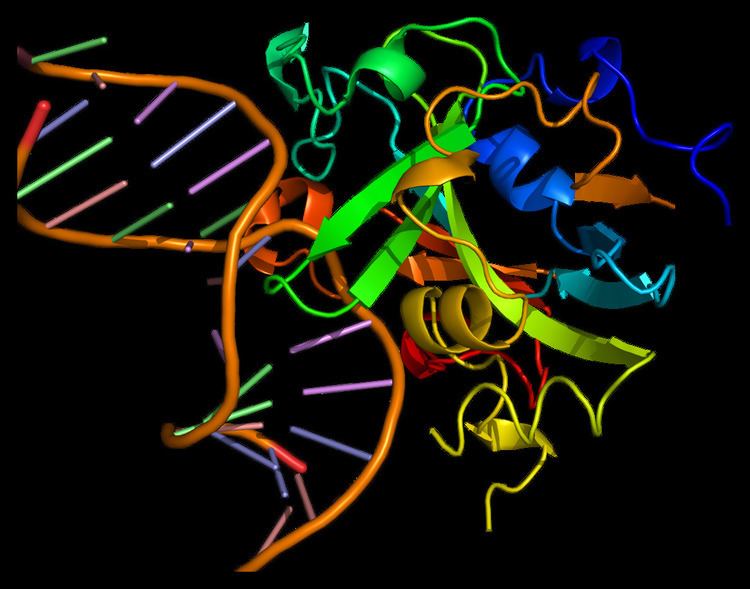 DNA-3-methyladenine glycosylase