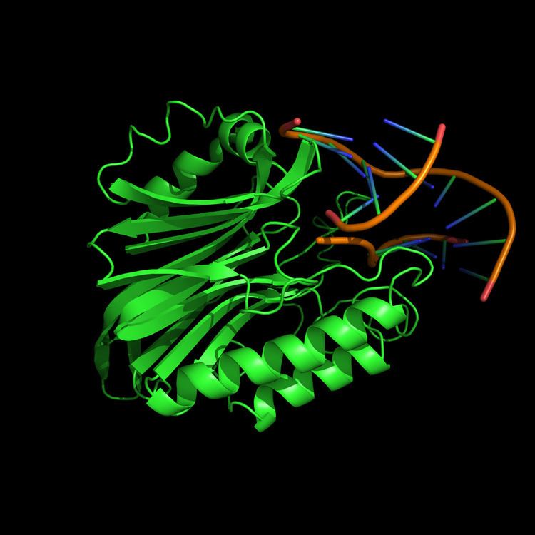 DNA-(apurinic or apyrimidinic site) lyase