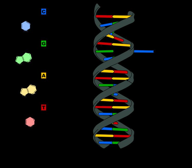 DNA base flipping