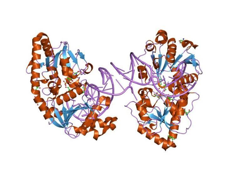 DNA beta-glucosyltransferase