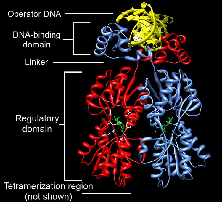 DNA-binding domain