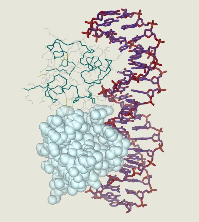 DNA-binding protein