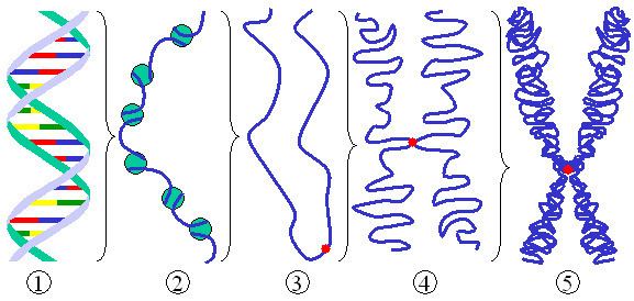 DNA condensation