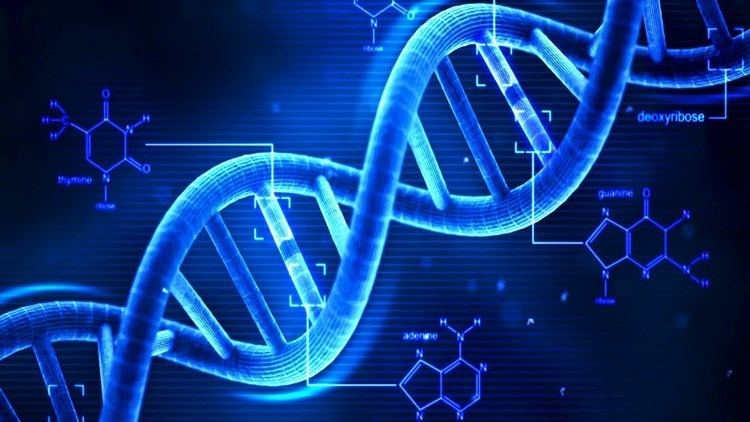 DNA DNA What is DNA Basics of DNA YouTube