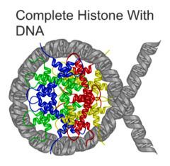 DNA fragmentation