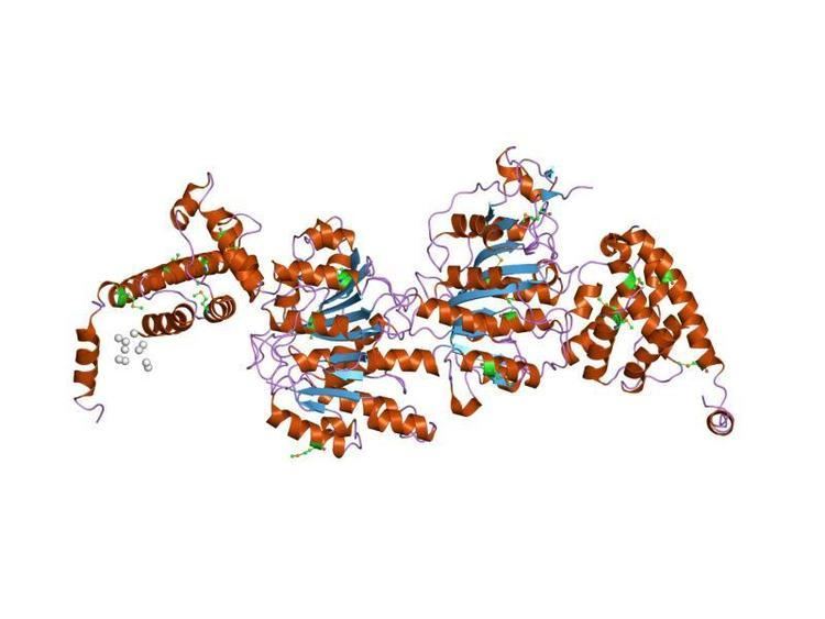 DNA methyltransferase