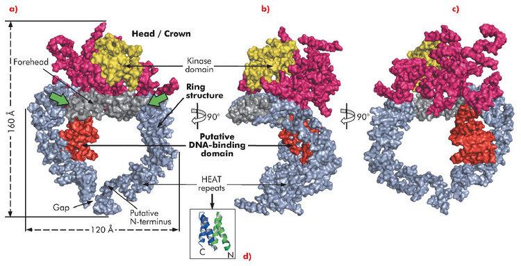 DNA-PKcs wwwesrfeufileslivesiteswwwfilesUsersAndSci