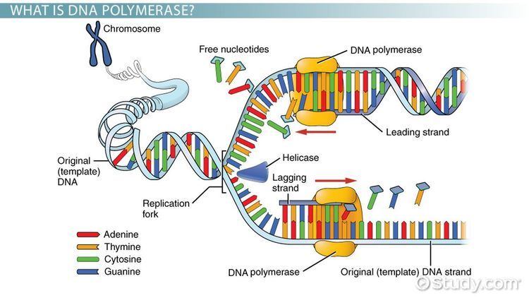 DNA polymerase DNA Polymerase Definition amp Function Video amp Lesson Transcript