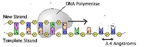 DNA polymerase The Speed Limit of DNA polymerase practice Khan Academy