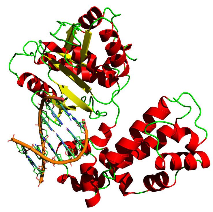 DNA polymerase httpsuploadwikimediaorgwikipediacommons99
