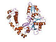 DNA polymerase beta httpsuploadwikimediaorgwikipediacommonsthu
