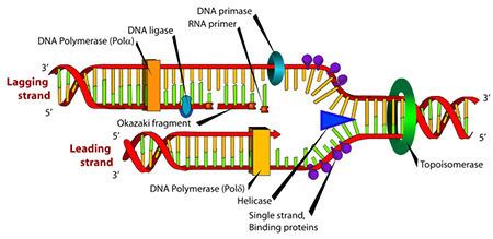 DNA polymerase How does DNA polymerase work Socratic