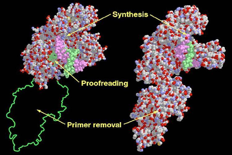 DNA polymerase I