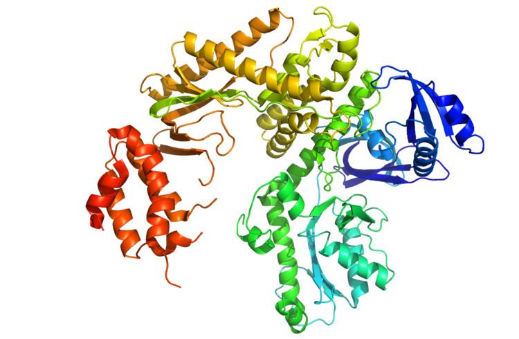 DNA polymerase II