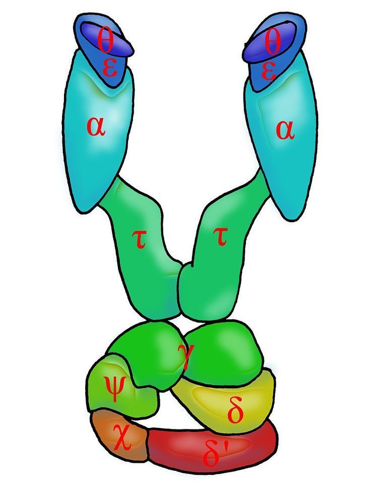 DNA polymerase III holoenzyme