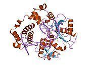 DNA polymerase lambda httpsuploadwikimediaorgwikipediacommonsthu