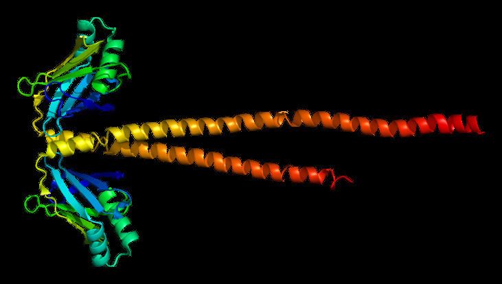 DNA repair protein XRCC4