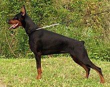 Doberman Pinscher httpsuploadwikimediaorgwikipediacommonsthu