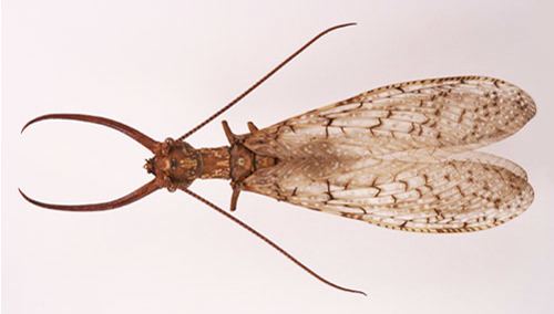Dobsonfly on a white background