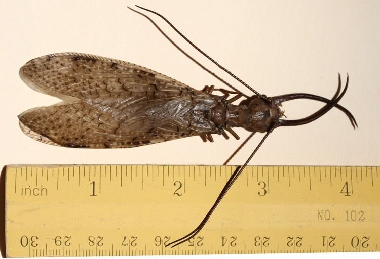Dobsonfly while being measured