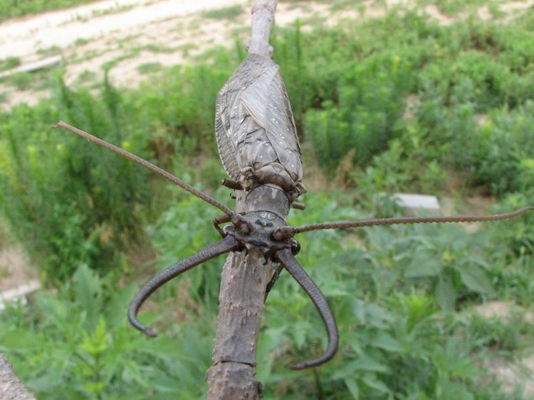 Dobsonfly on a branch of tree