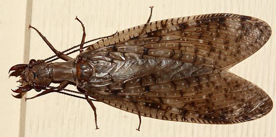 Dobsonfly's close up shot