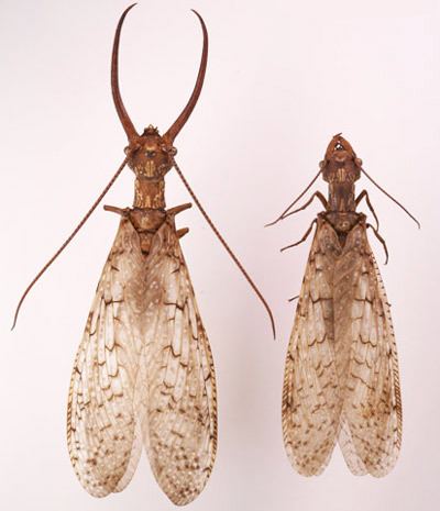 Male and female Dobsonfly