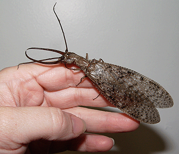 Dobsonfly on a human's hand