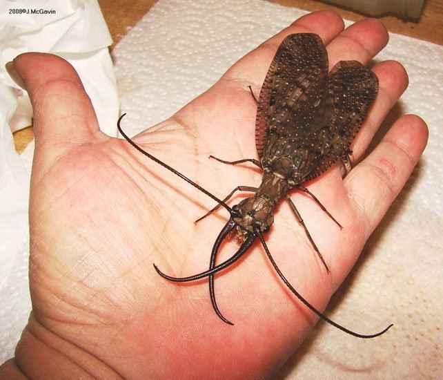 Dobsonfly on a human's hand