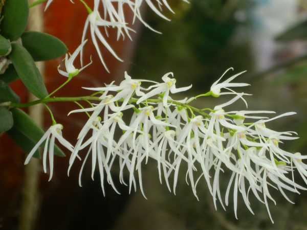 Dockrillia linguiformis Dockrillia linguiformis Dendrobium linguiforme