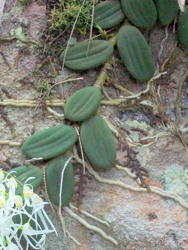 Dockrillia linguiformis Dockrillia linguiformis Dendrobium linguiforme