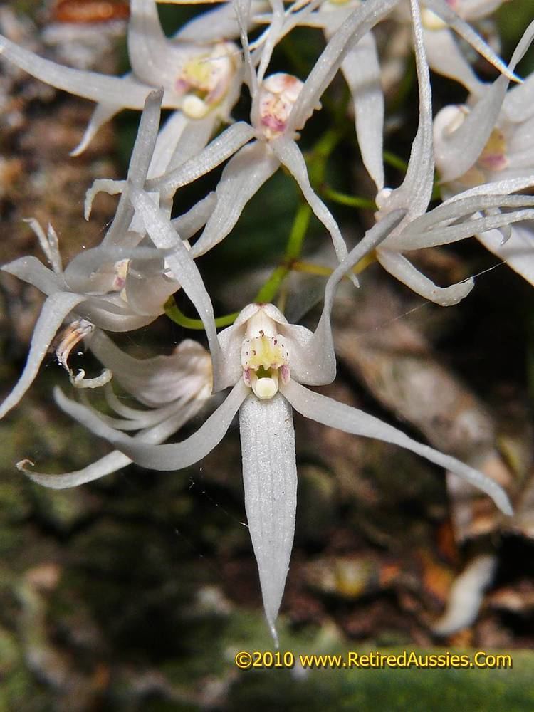 Dockrillia linguiformis Dockrillia linguiformis var linguiformis Narrow Thumbnail Orchid