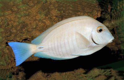 Doctor fish Doctorfish Acanthurus chirurgus