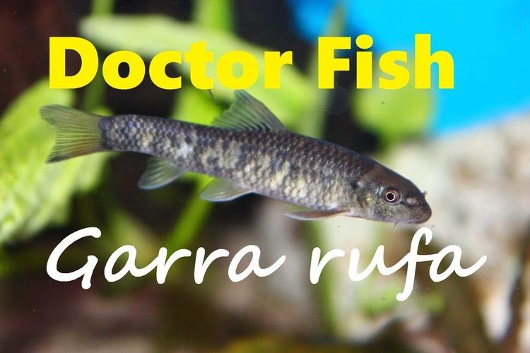 Doctor fish DOCTOR FISH GARRA RUFA AWESOME AQUARIUM FISH YouTube