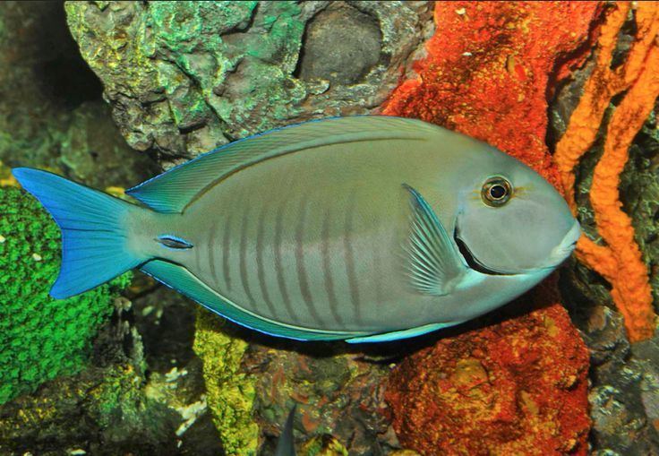 Doctorfish tang - Wikipedia