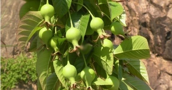 Docynia Docynia indica Assam apple rare delicious fruits 10 seeds