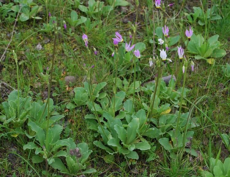 Dodecatheon clevelandii Padre39s Shooting Star Native Plants CSU Channel Islands