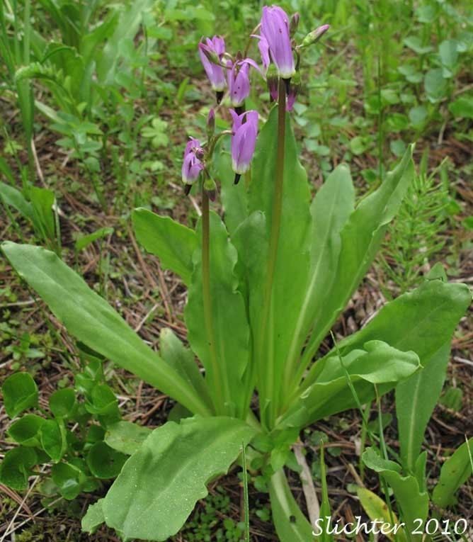 Dodecatheon jeffreyi Sierra Shooting Star Tall Mt Shooting Star Jeffrey39s Shooting