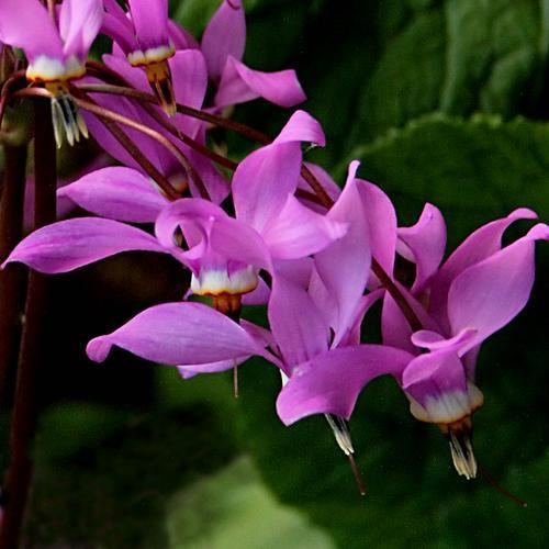 Dodecatheon jeffreyi DODECATHEON JEFFREYI SEEDS SIERRA SHOOTING STAR TALL MOUNTAIN